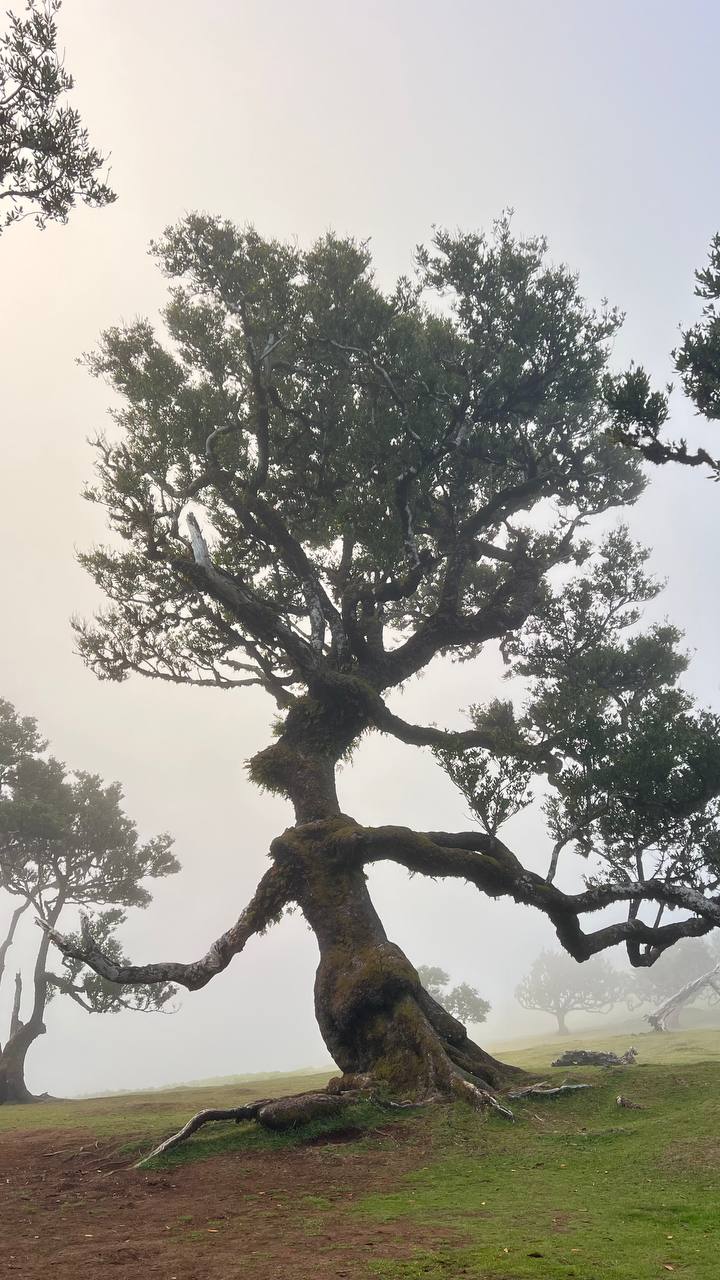 Ancient gnarled laurel tree in Fanal forest, Madeira — shrouded in morning mist