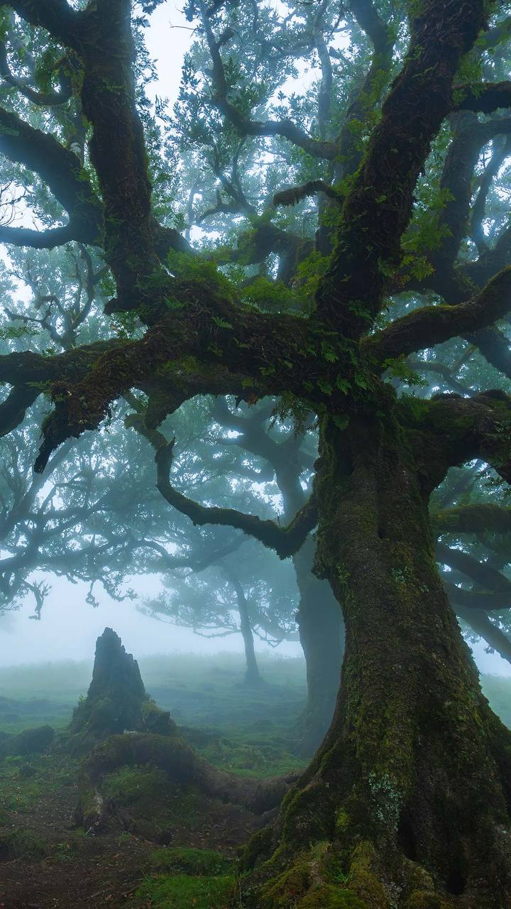 Laurel forest Fanal Madeira ancient trees