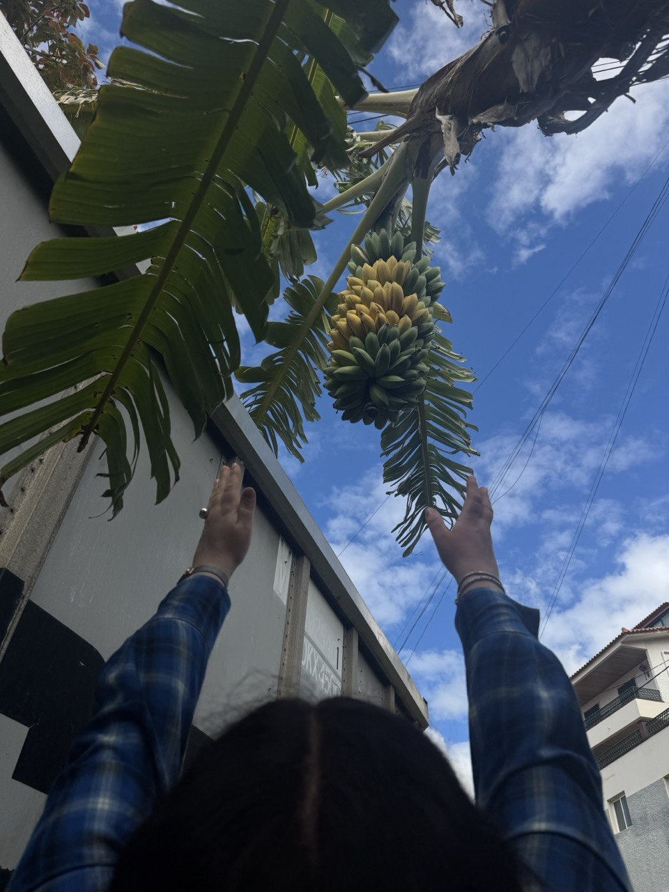 Banana tree in tropical garden — Botanical Garden Retreat