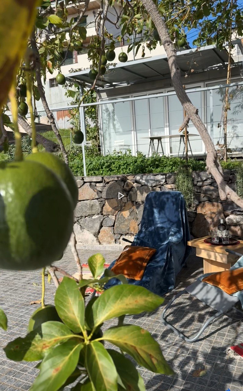 Avocado tree in garden — Botanical Garden Retreat