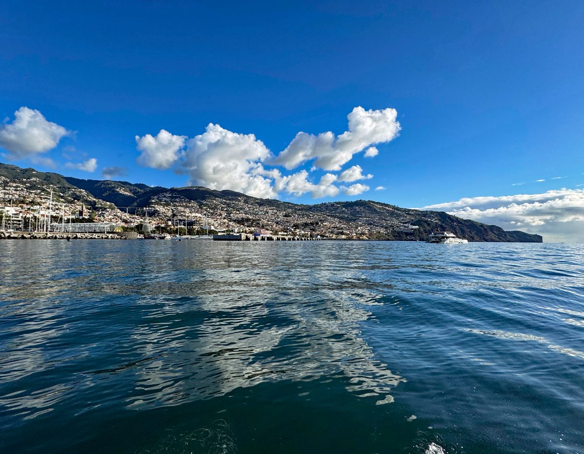 Yacht trip Madeira dolphin watching