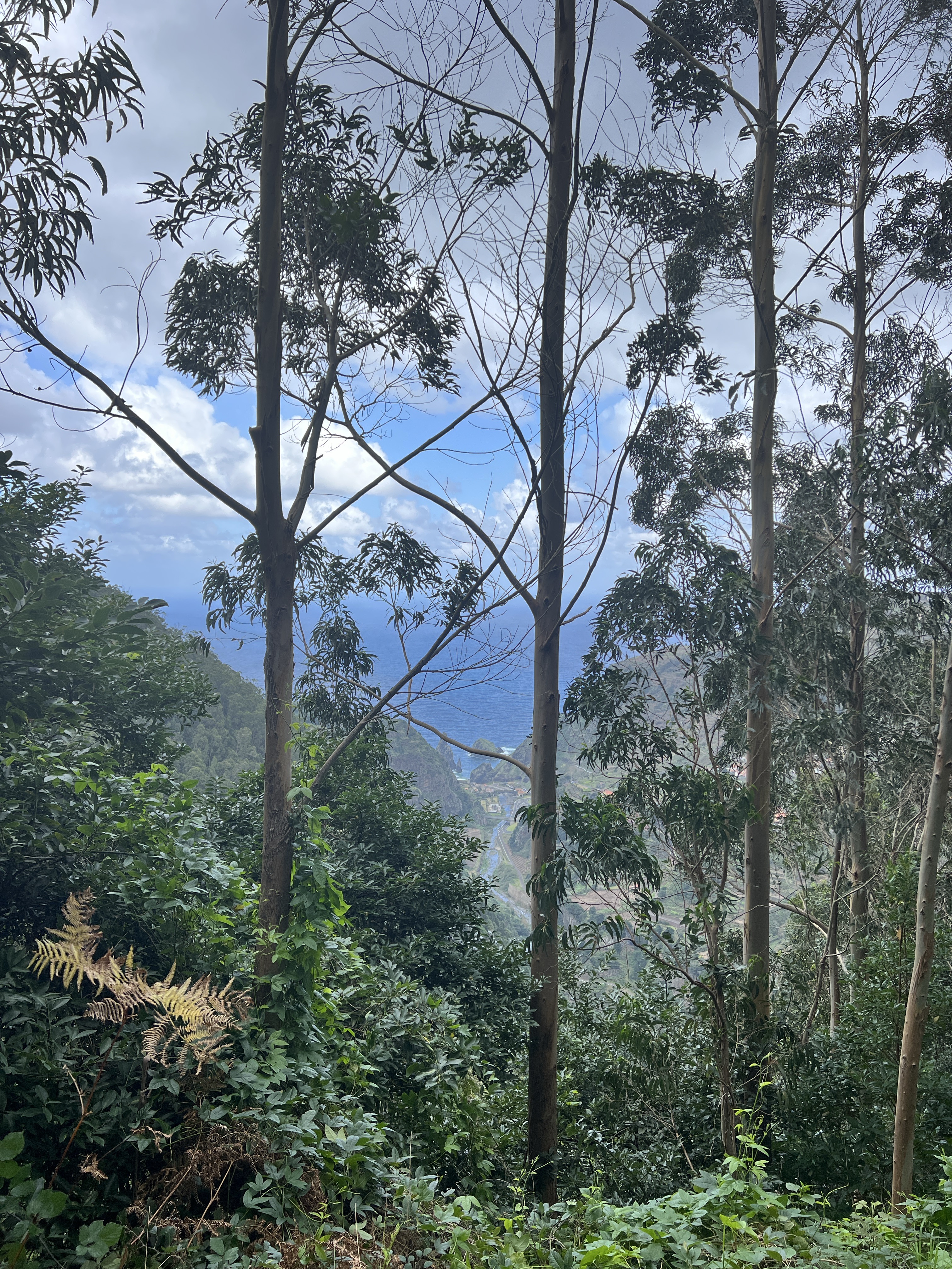 Madeira forest with ocean view